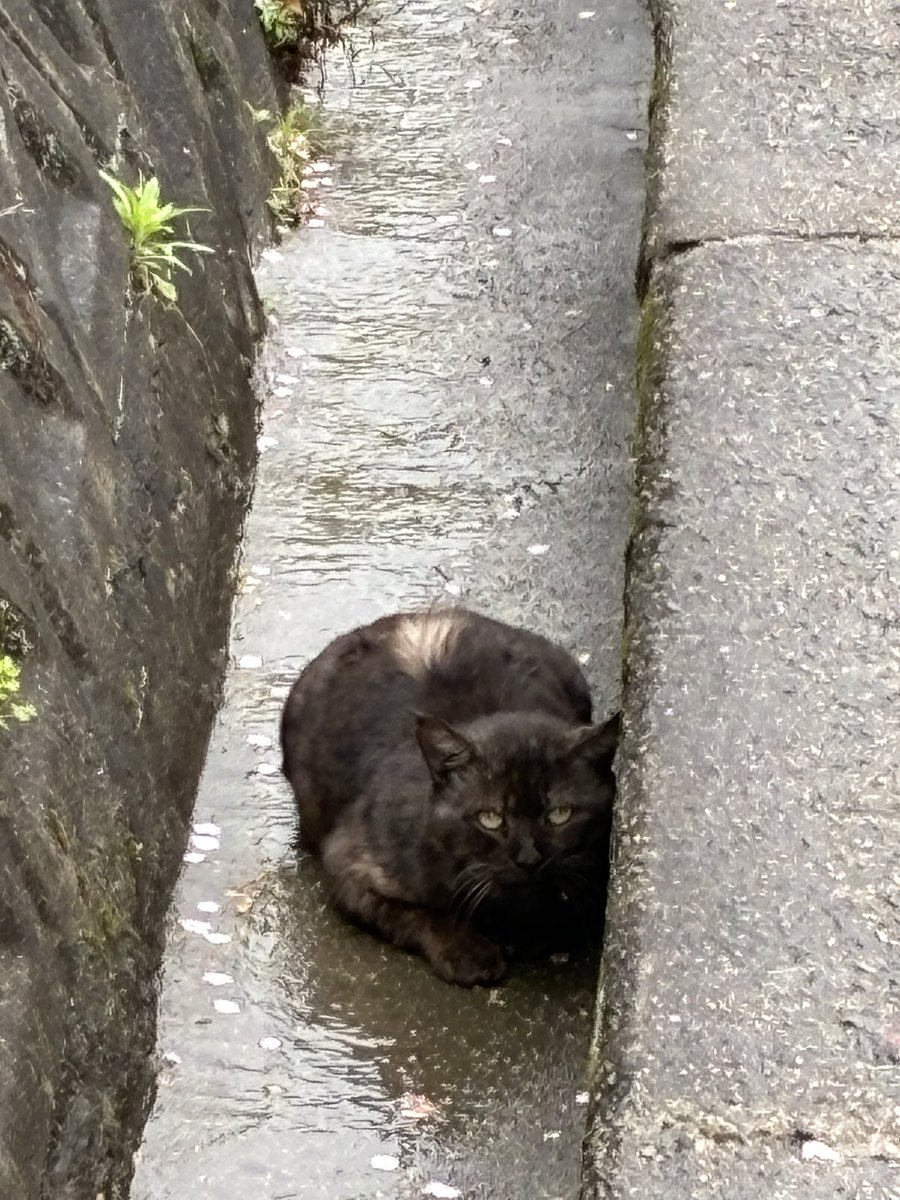 偽りのカネゴン tweet media