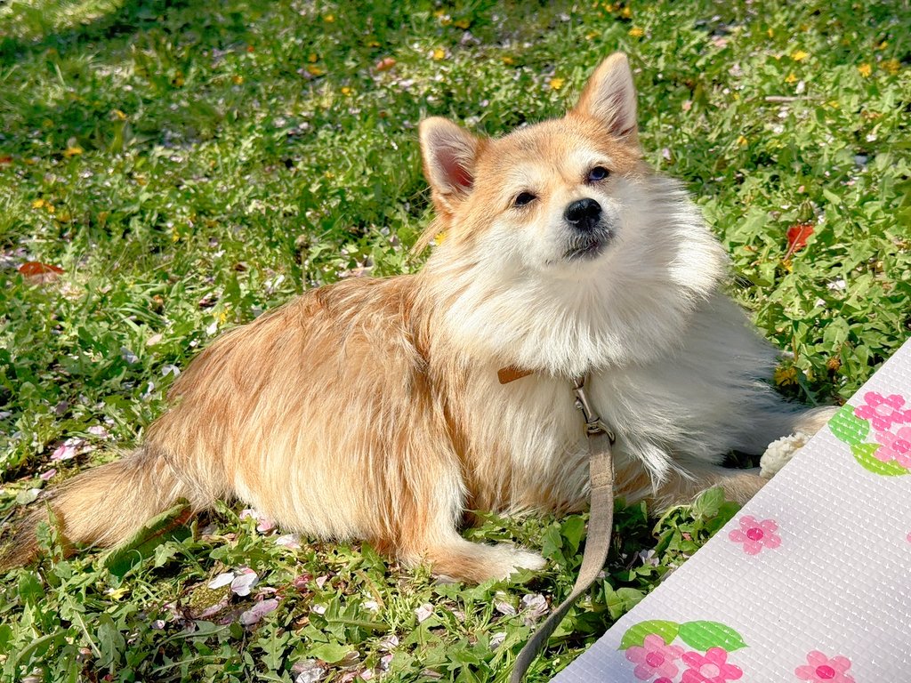 モリコフたなか tweet media