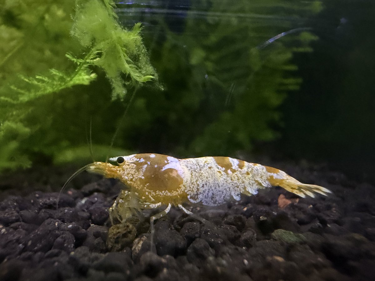 ほっぺ@アクアリウム tweet media