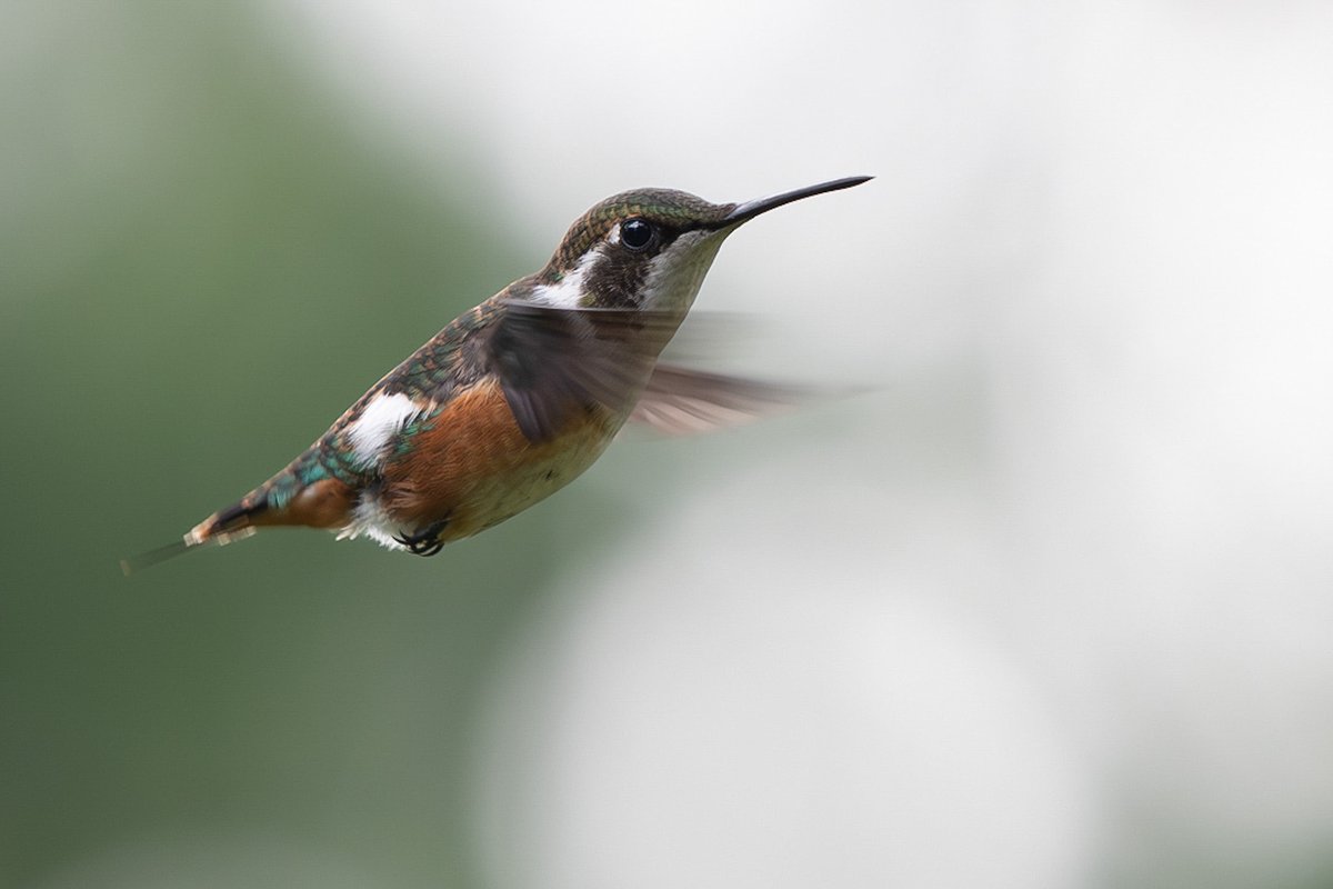 Eduardo La Rotta tweet media