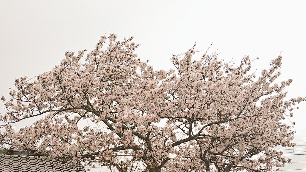 🌗100本🌗 tweet media