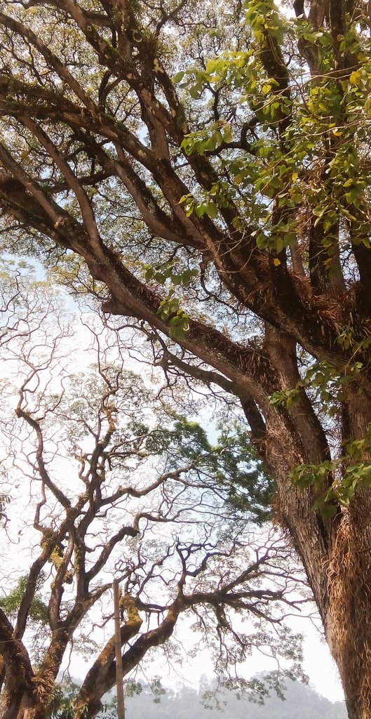 Daf - Kang Cerita, Kang Gambar ✨🕊️💐 tweet media