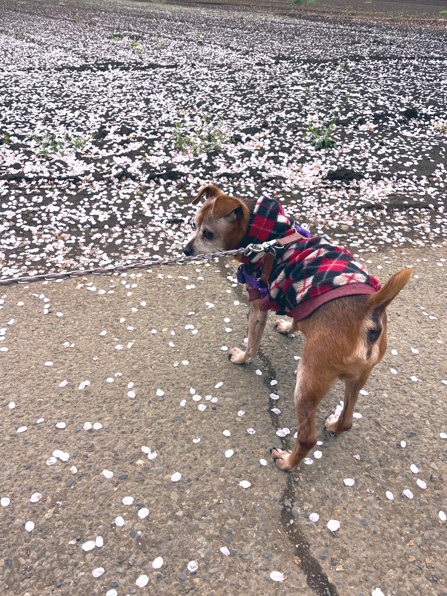 DaISUKE  DARK  SIDE tweet media