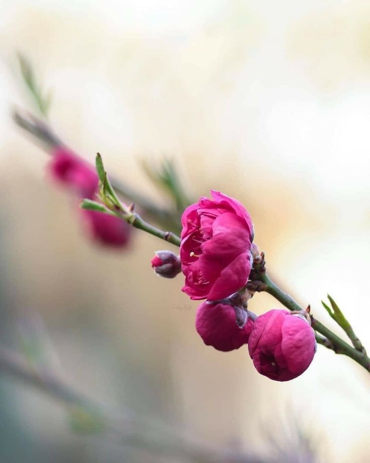 The BeAuTy tweet media