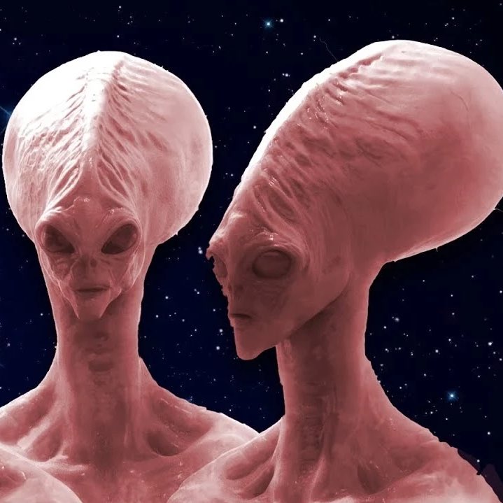 Gusholder Haber Bülteni tweet media