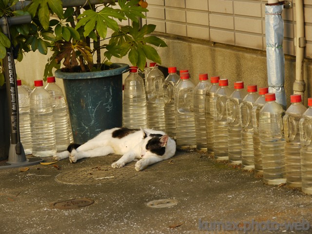 king-biscuit tweet media