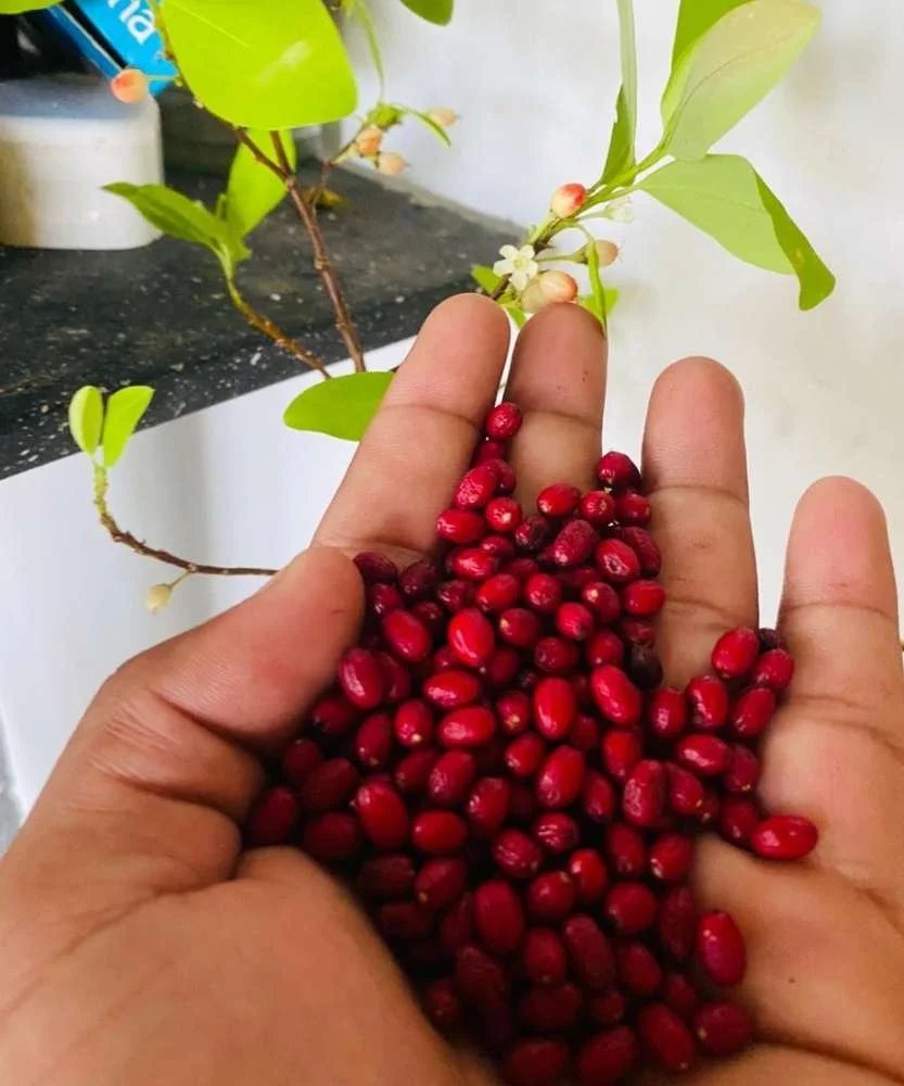 Erythroxylum Novogranatense Coca Seeds (50) |Ethnobotanical Seeds cocaseeds.us/product/erythr…