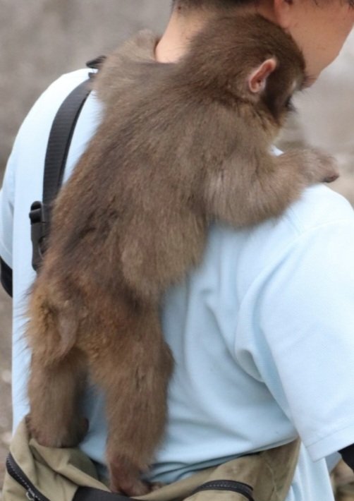 パンチちゃん可愛いなぁ~🥹 パンチちゃん型リュック欲しい (画像 ...