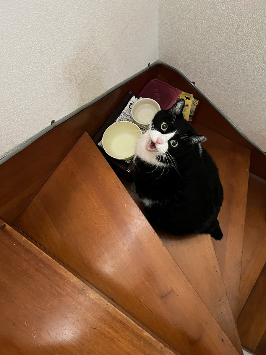 Cat for Light tweet media