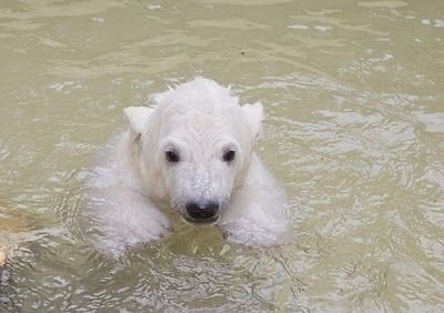 🌱 joey tweet media