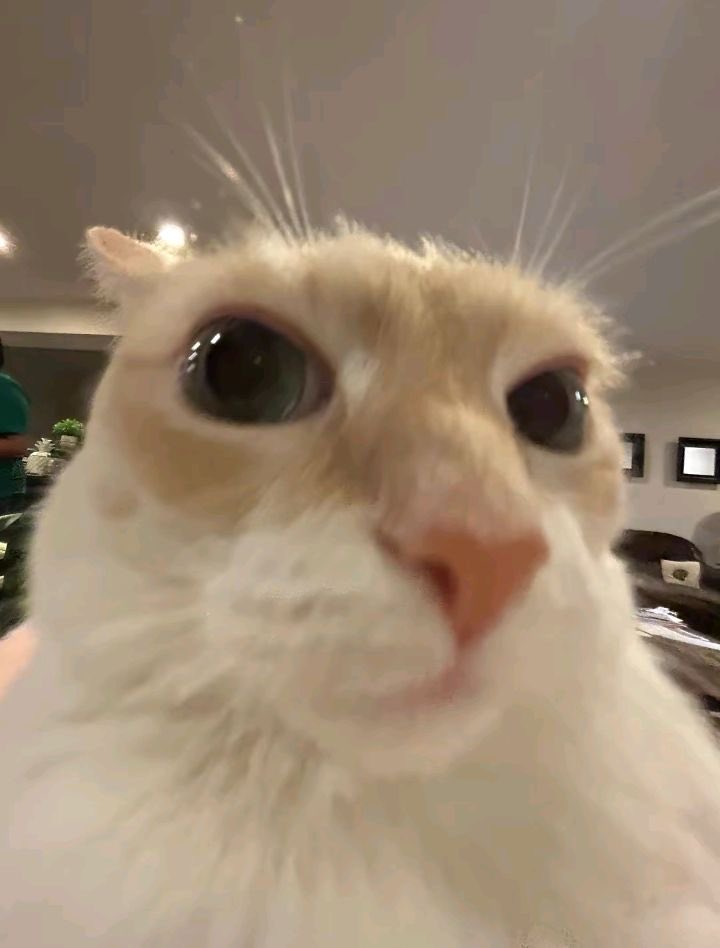 ᴅ⁷ ✦ tweet media