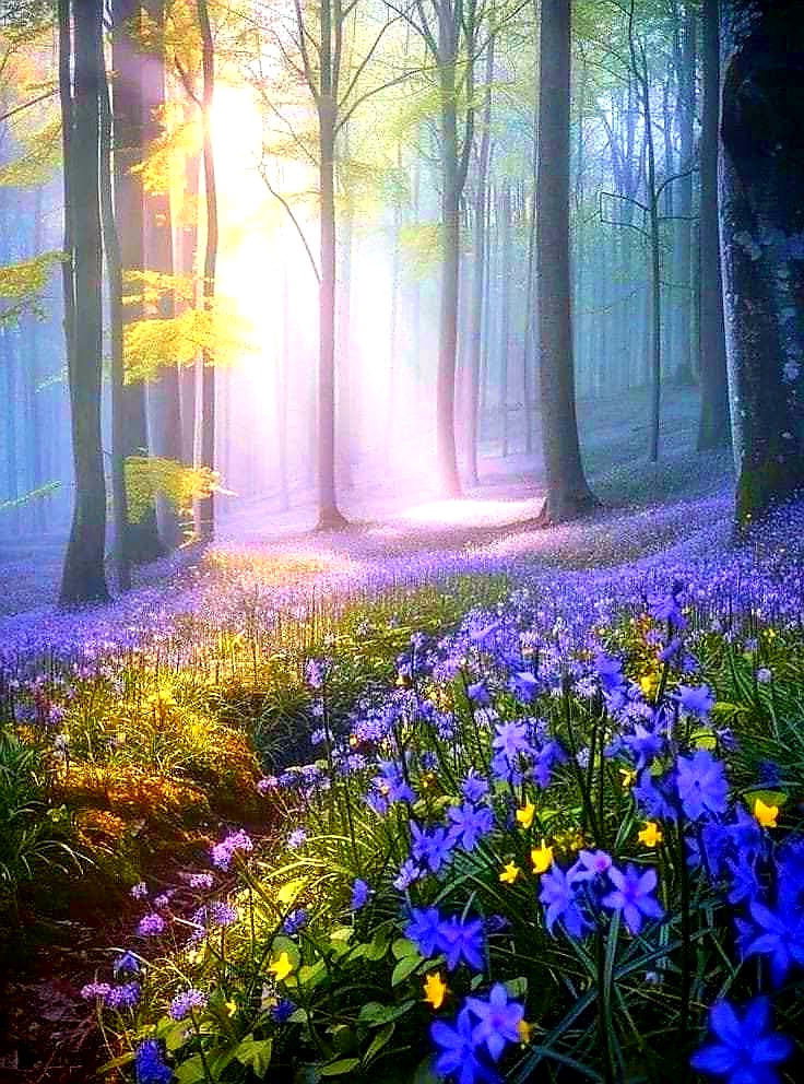 Flower 🌹🌹🌹🌹 tweet media