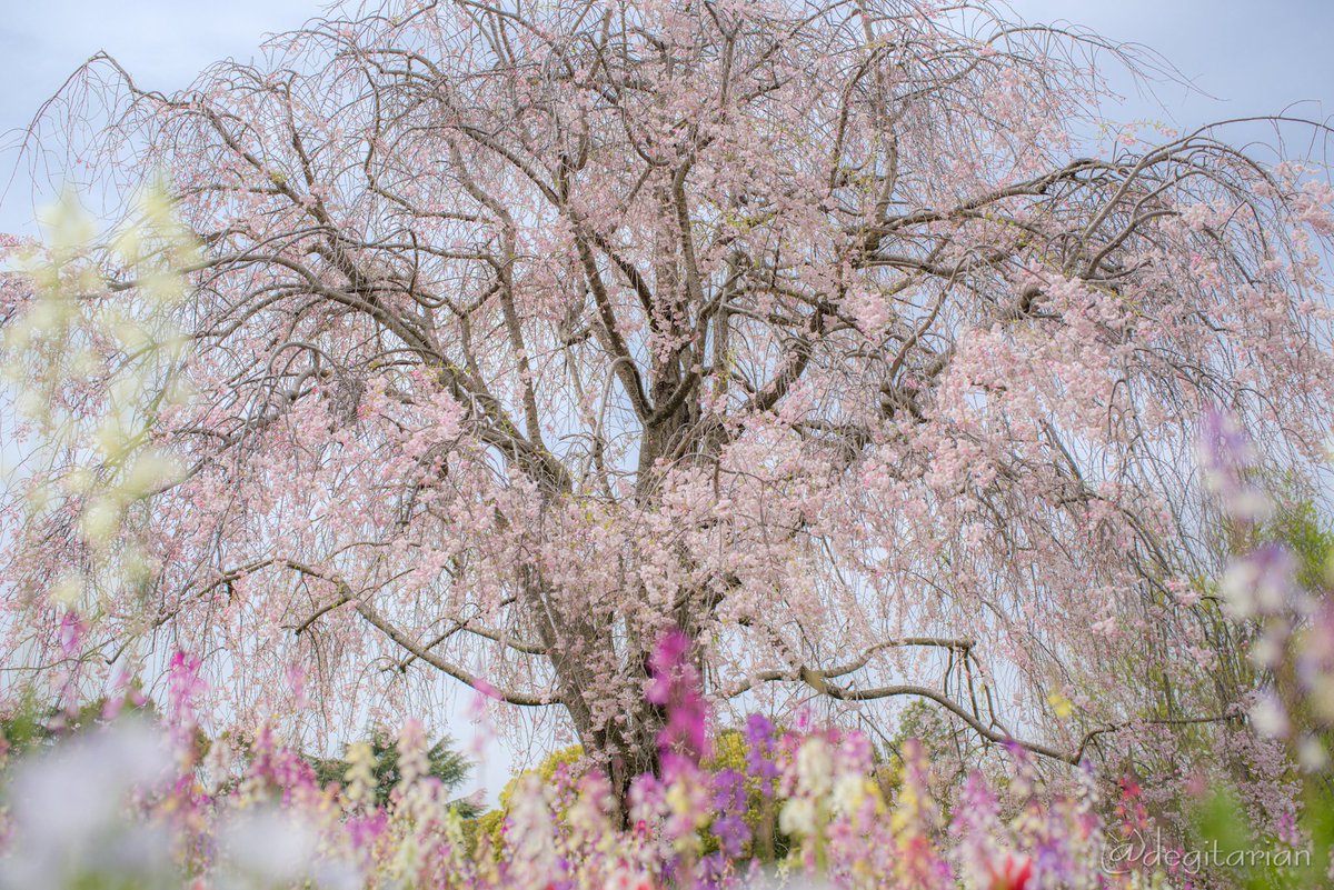 あやねこ tweet media