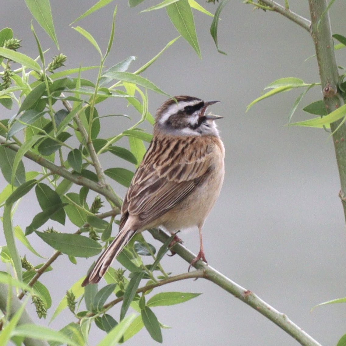 かぴぃ tweet media