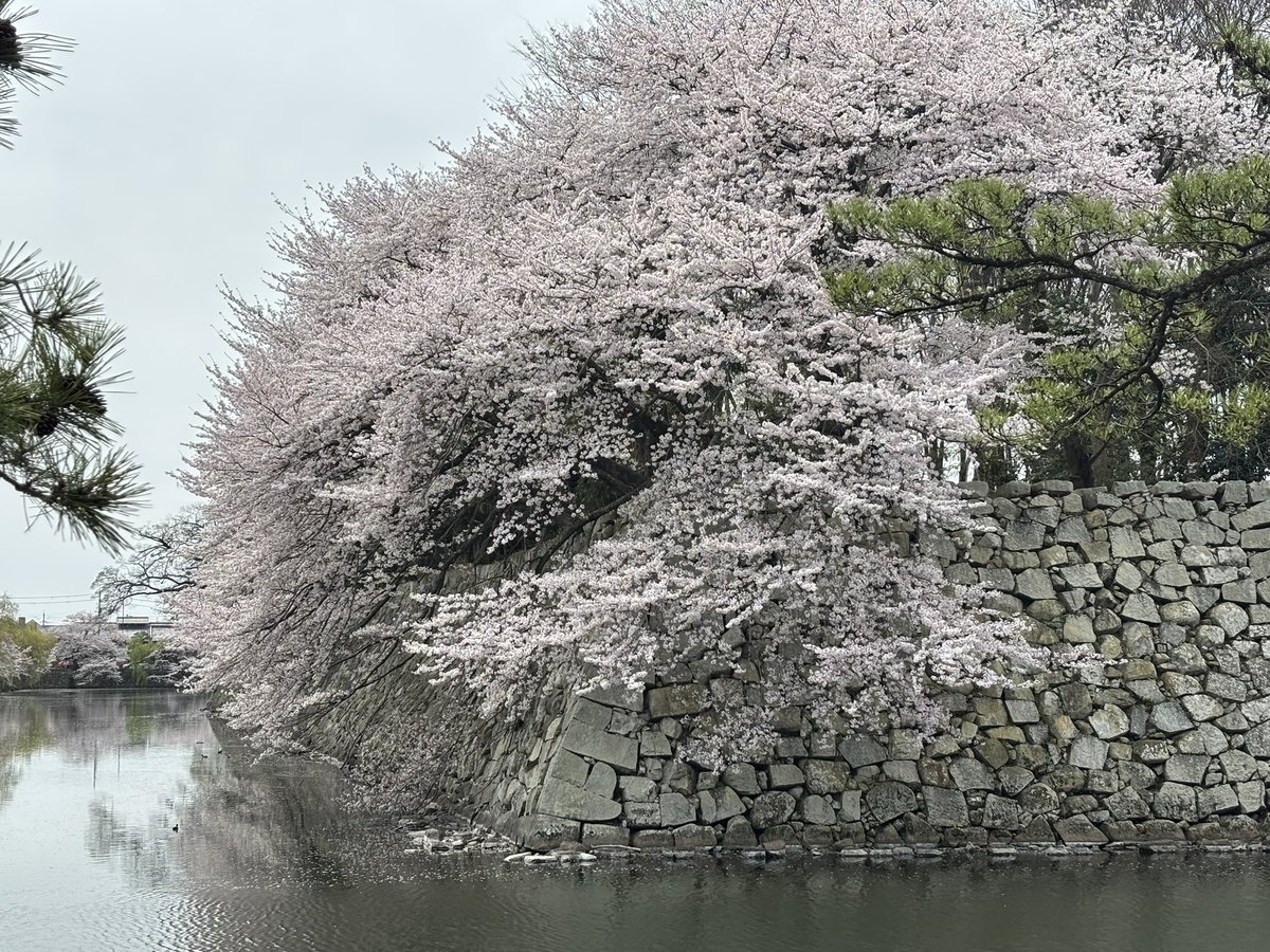 ぴなソフト tweet media