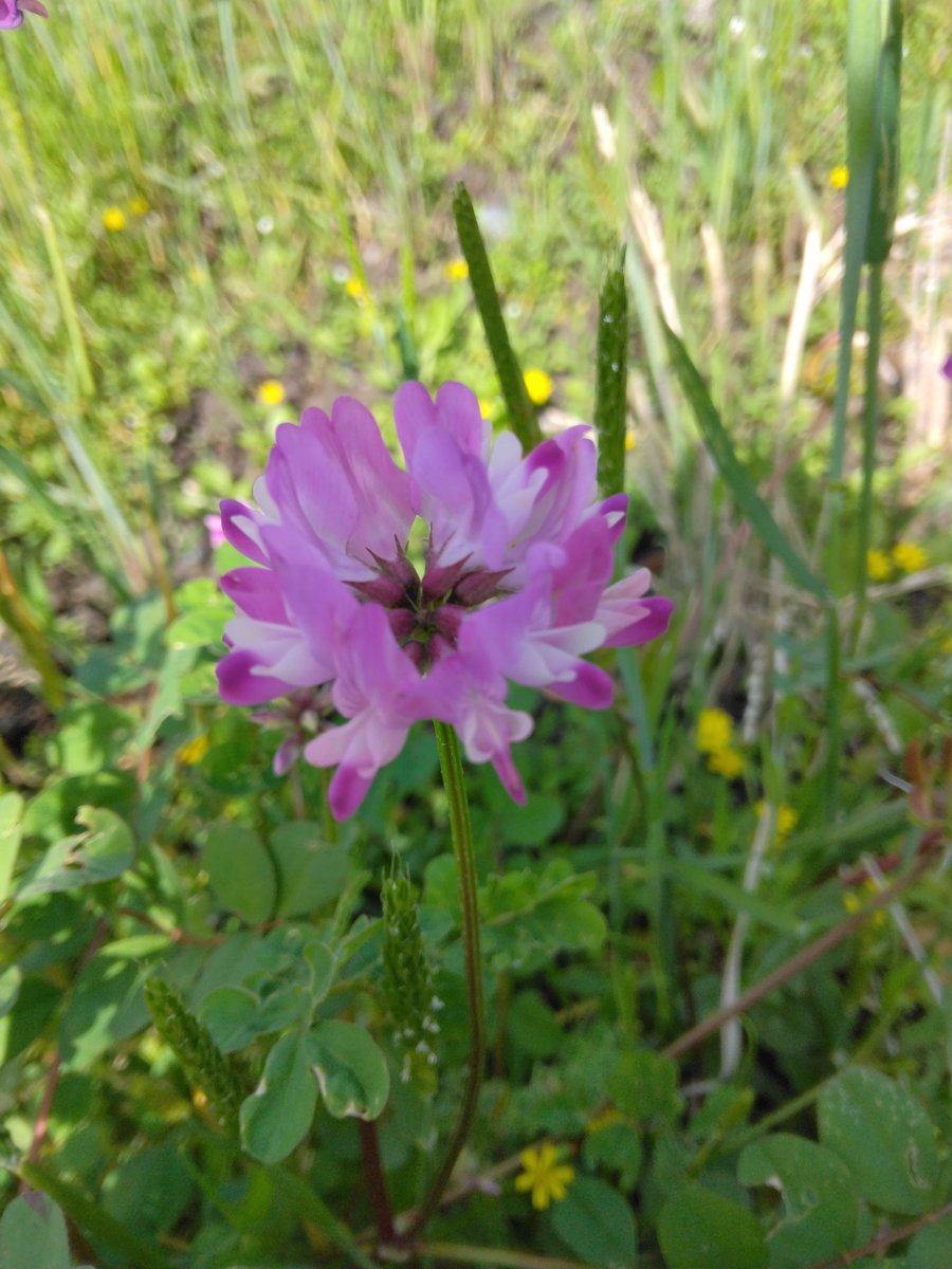 ふーにゃんばぁば tweet media