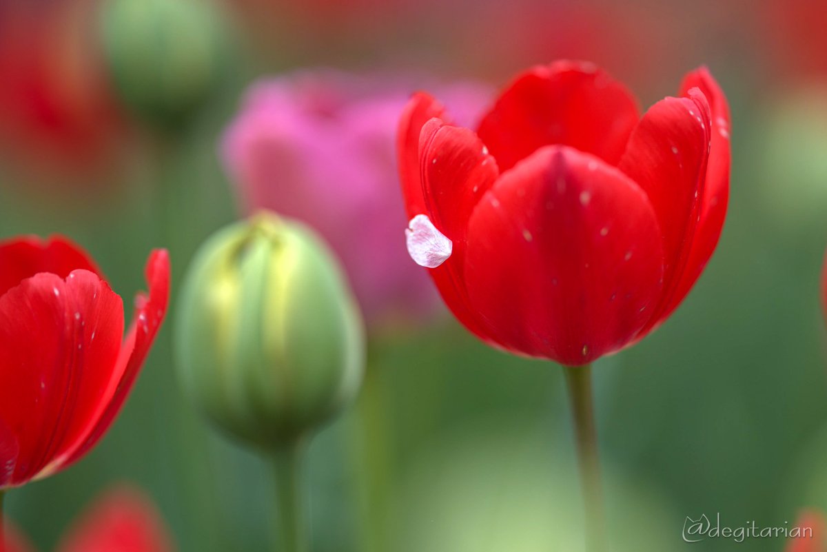 あやねこ tweet media