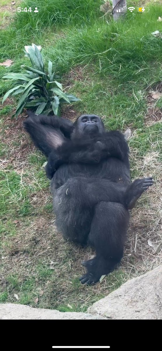 ✧ 𝖑𝖊𝖝 ✧ tweet media