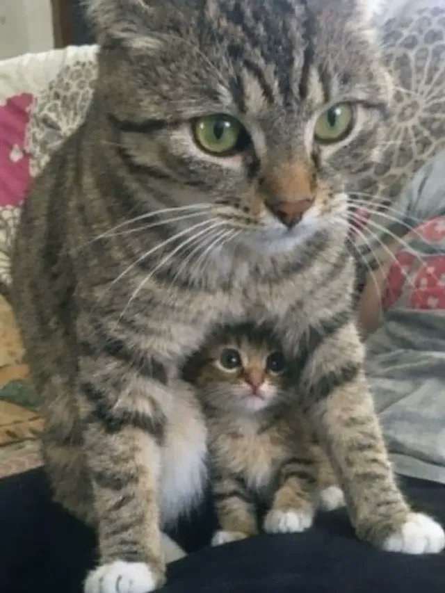 PowerfulAuraX's tweet photo. Mother’s love 🥰 https://t.co/0vUxgqPUU8