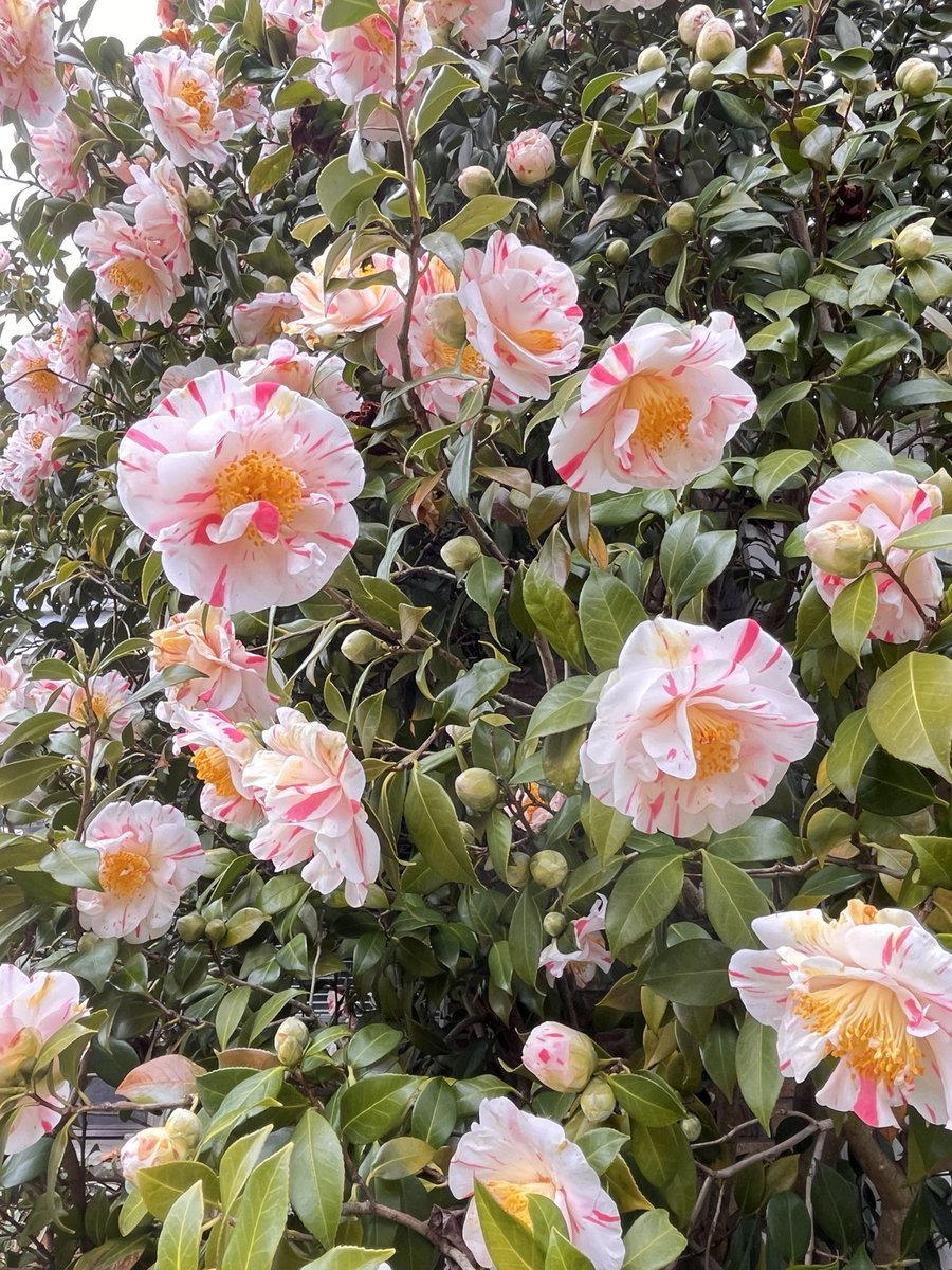 The variegated camellia is
 a delightful blend of elegance
 and lively charm🌸🌸

It seems to tell us that true 
uniqueness is not about trying 
to be different, but about 
naturally being one of a kind.

Good morning Tuesday 🌸🌸

🌸📸