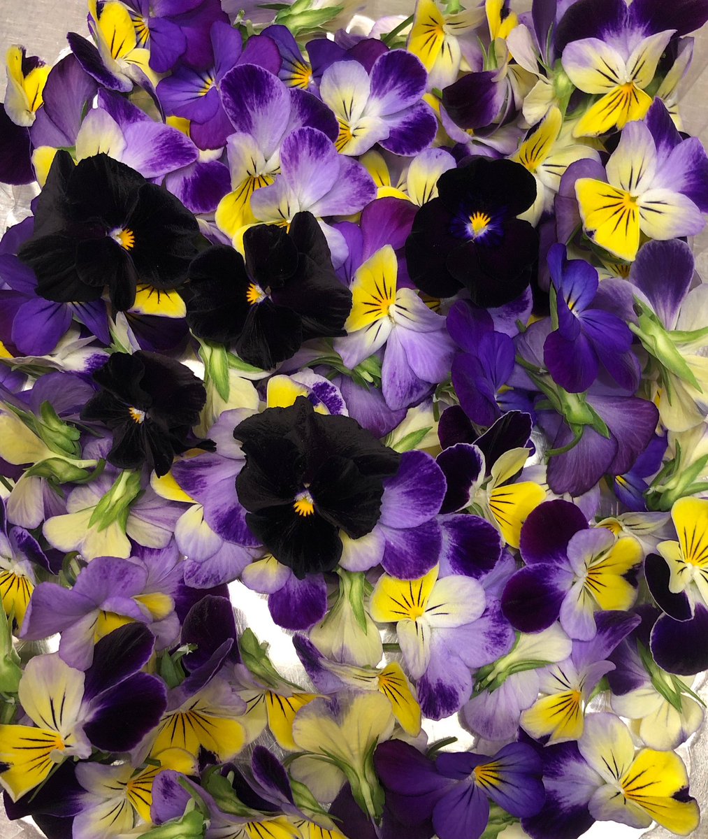 ☮️ Fred Freaky Duarf ☮️AKA chingatualgorithm tweet media