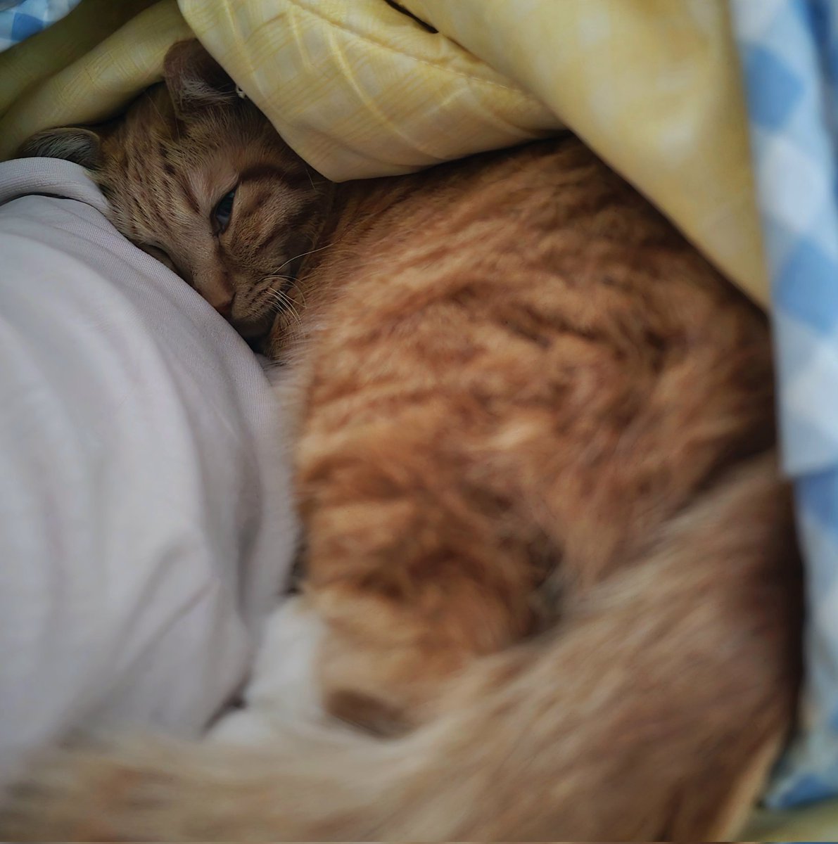 OrangeFox tweet media