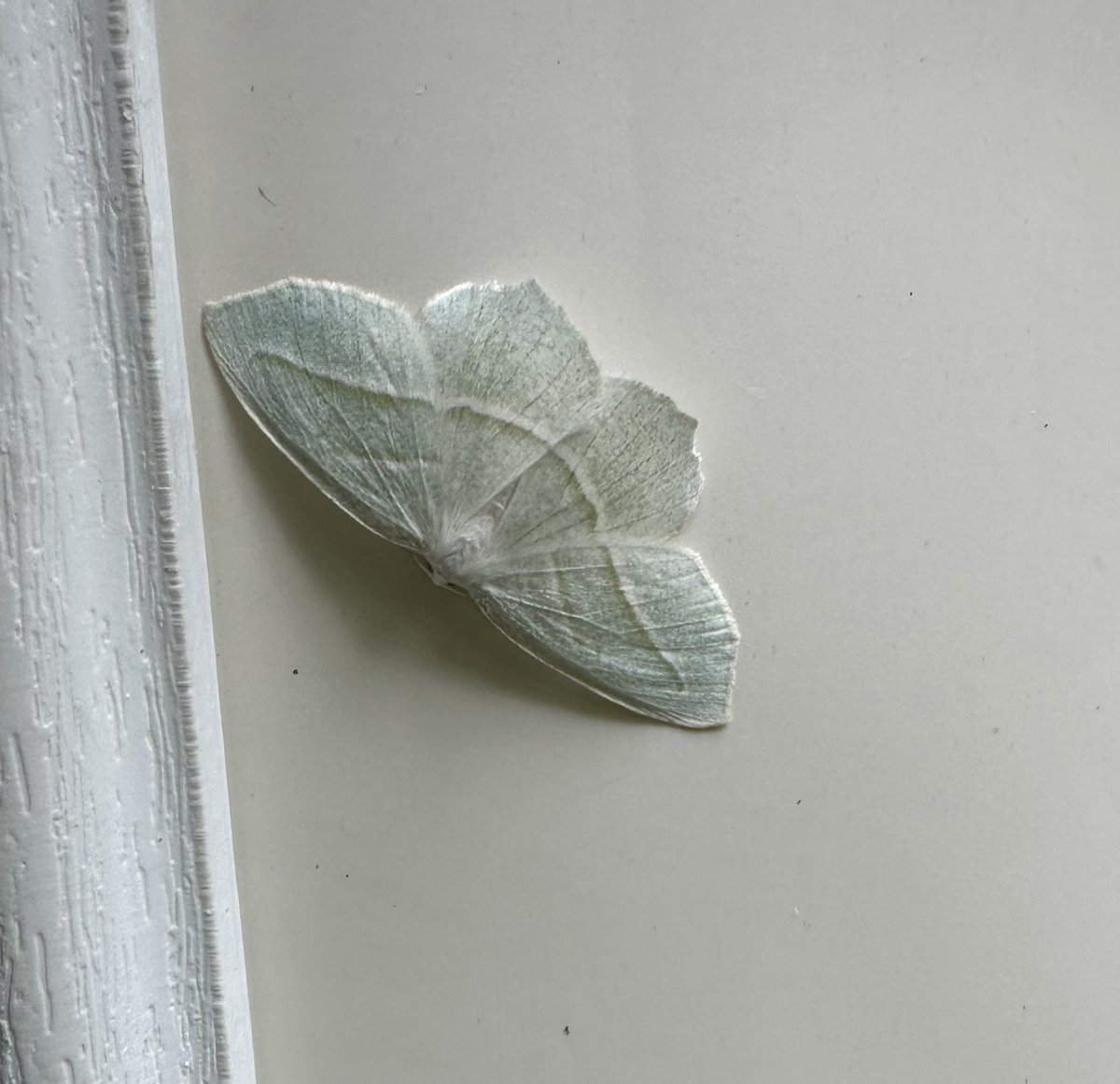 🄼🄾🅄🅂🄴 tweet media