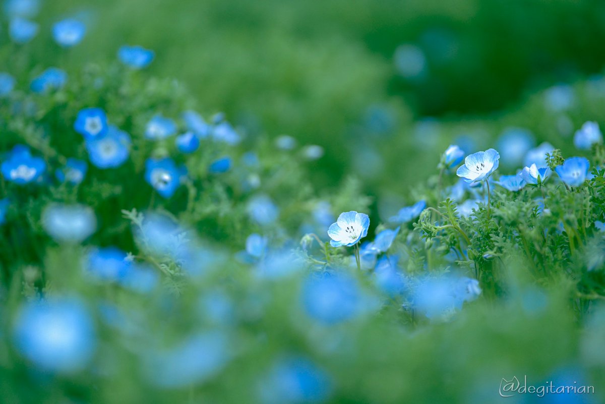 あやねこ tweet media