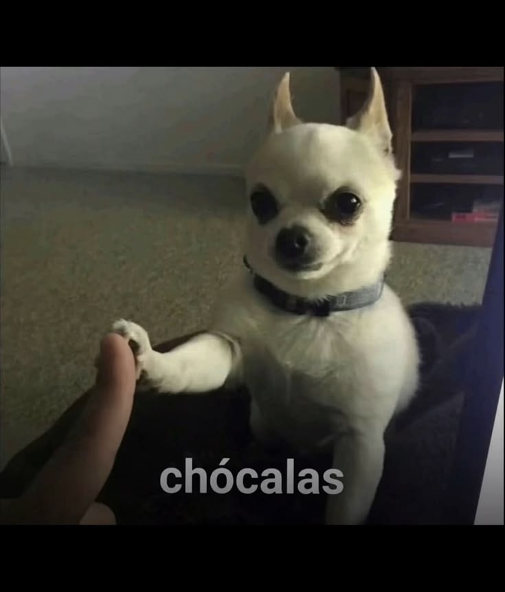 Copito 🔥🔥🔥✨✨✨✨ tweet media