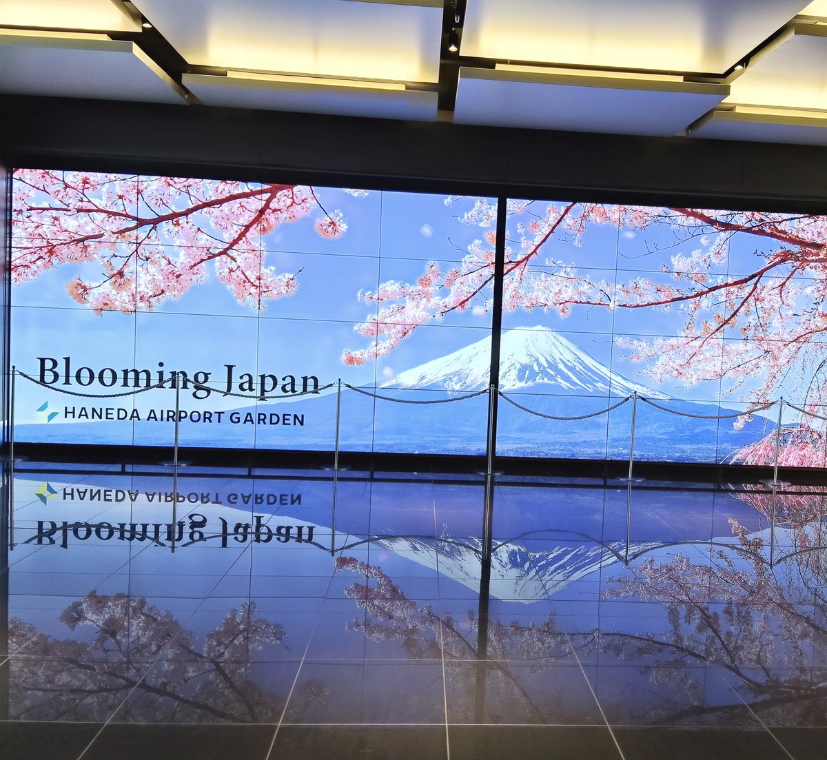 #羽田空港　第3ターミナル内の日本の春🌸🗻