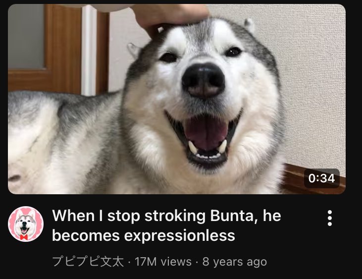 lamb 🦁🐰 SASAMYAA LAP PILLOW tweet media