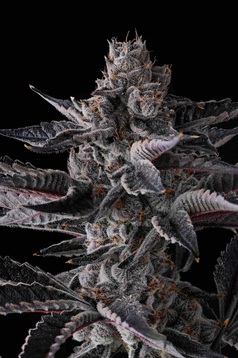 Deeply Rooted Seed Bank tweet media