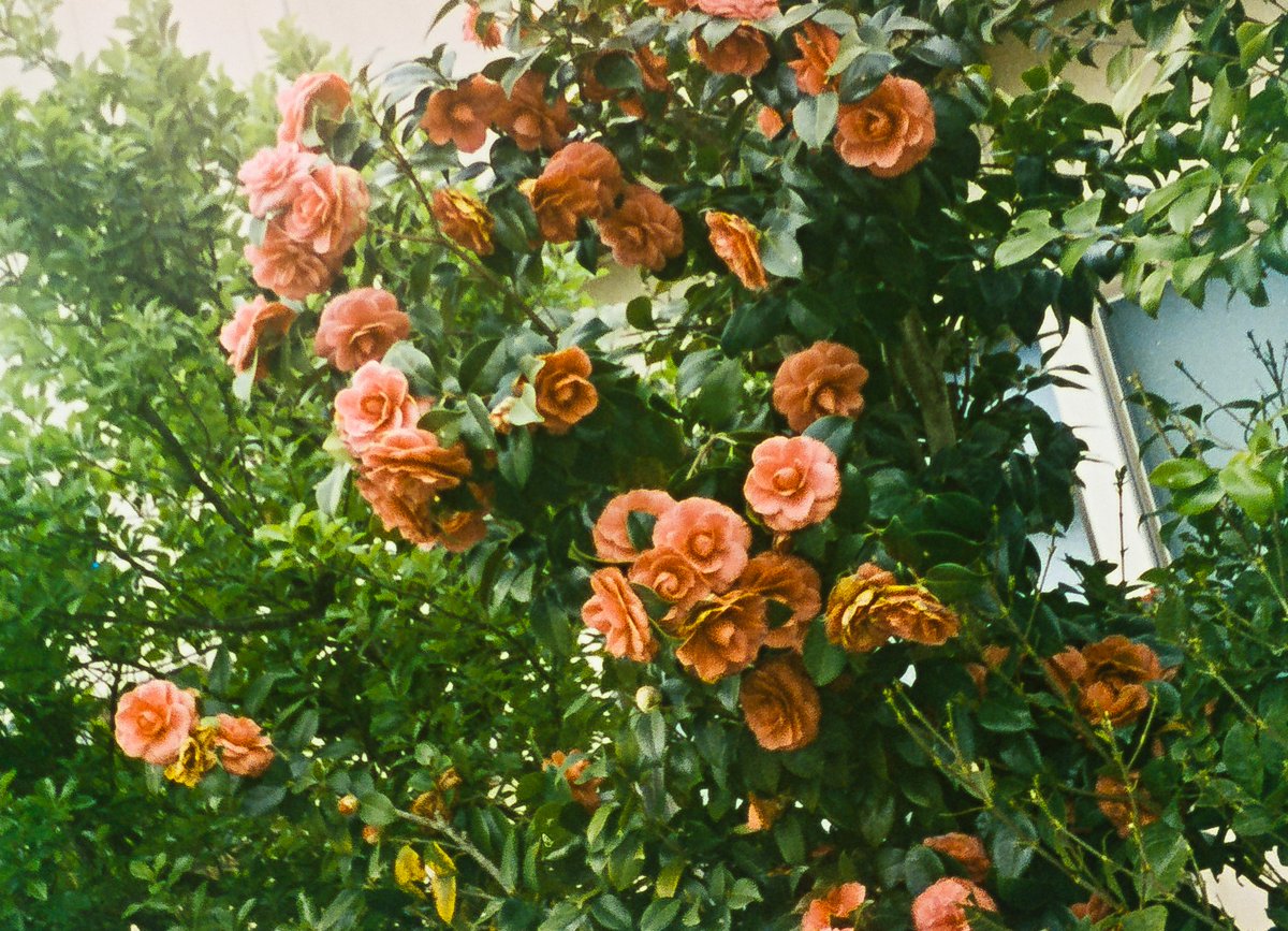 minolta16Ⅱ
Kodak Vsion3 50D 16mm
MARIX C-41
38℃　3'30 (30/30/4)
漂白38℃　8'00
定着5'00

#フィルムカメラ
#MARIXフィルム