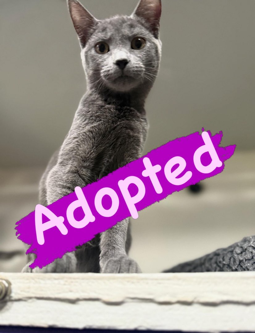 The Amazing AcroCats tweet media