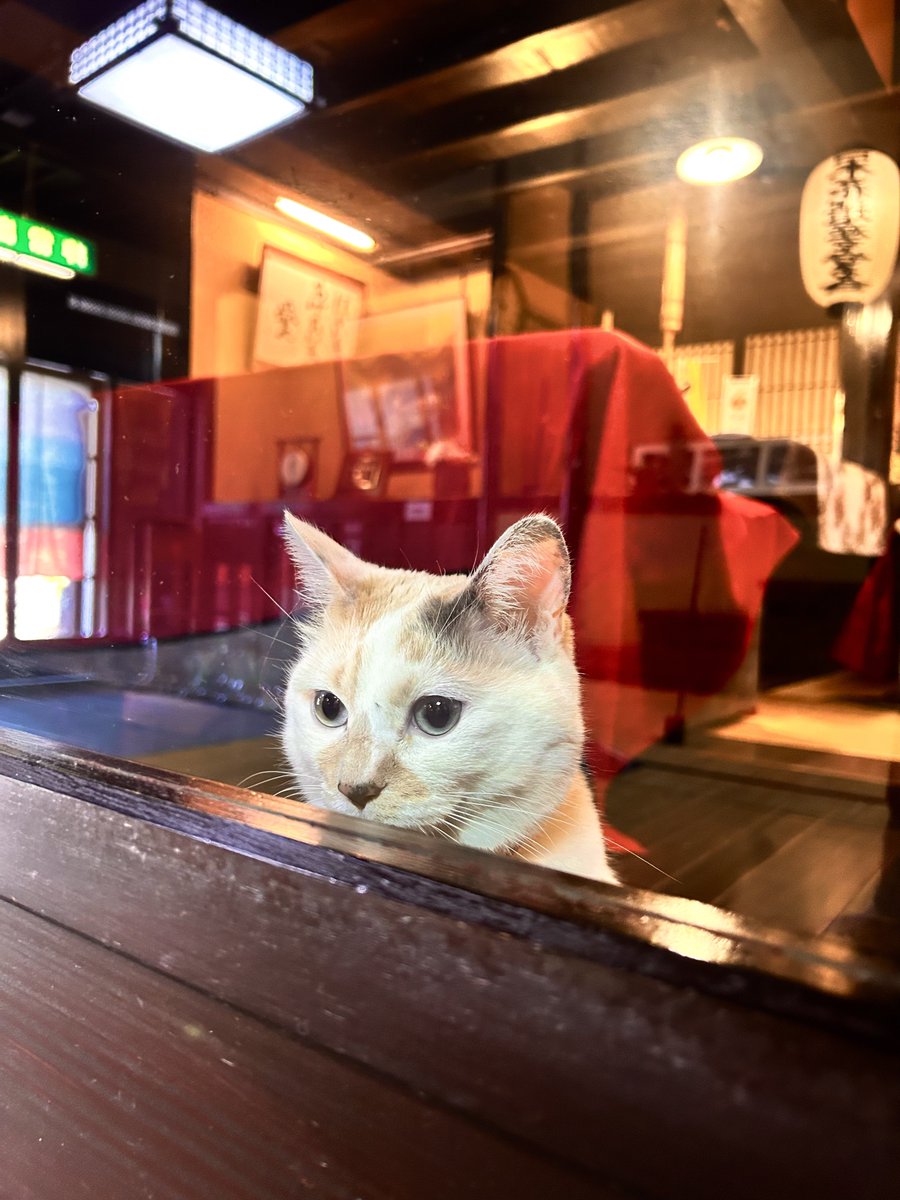 女将兼湯守@西屋旅館 tweet media