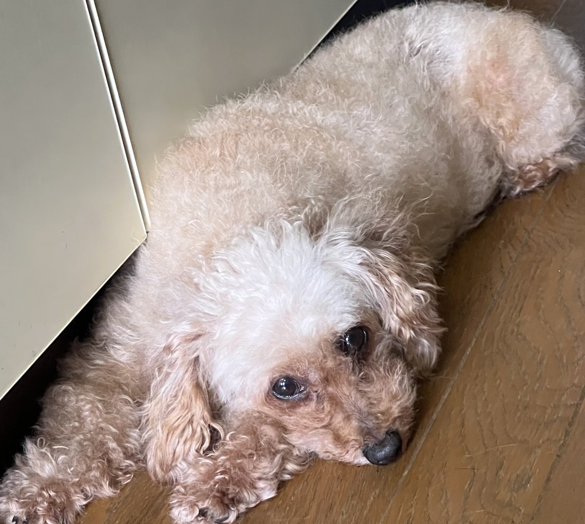 かかし tweet media