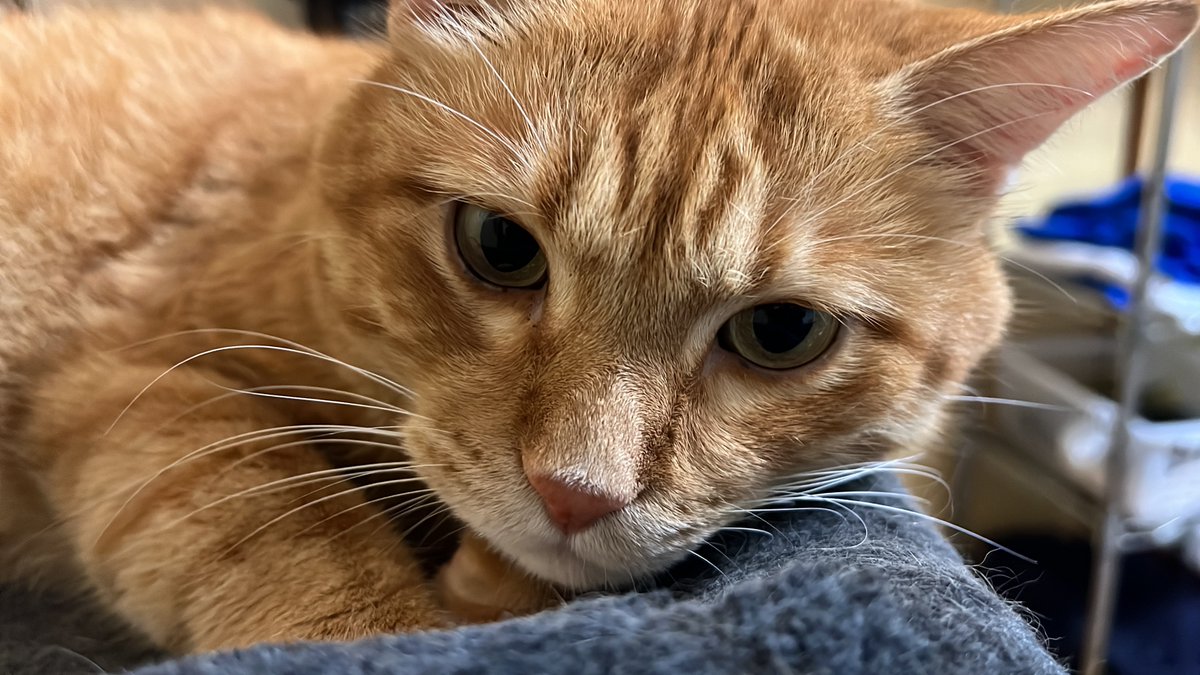 かかし tweet media