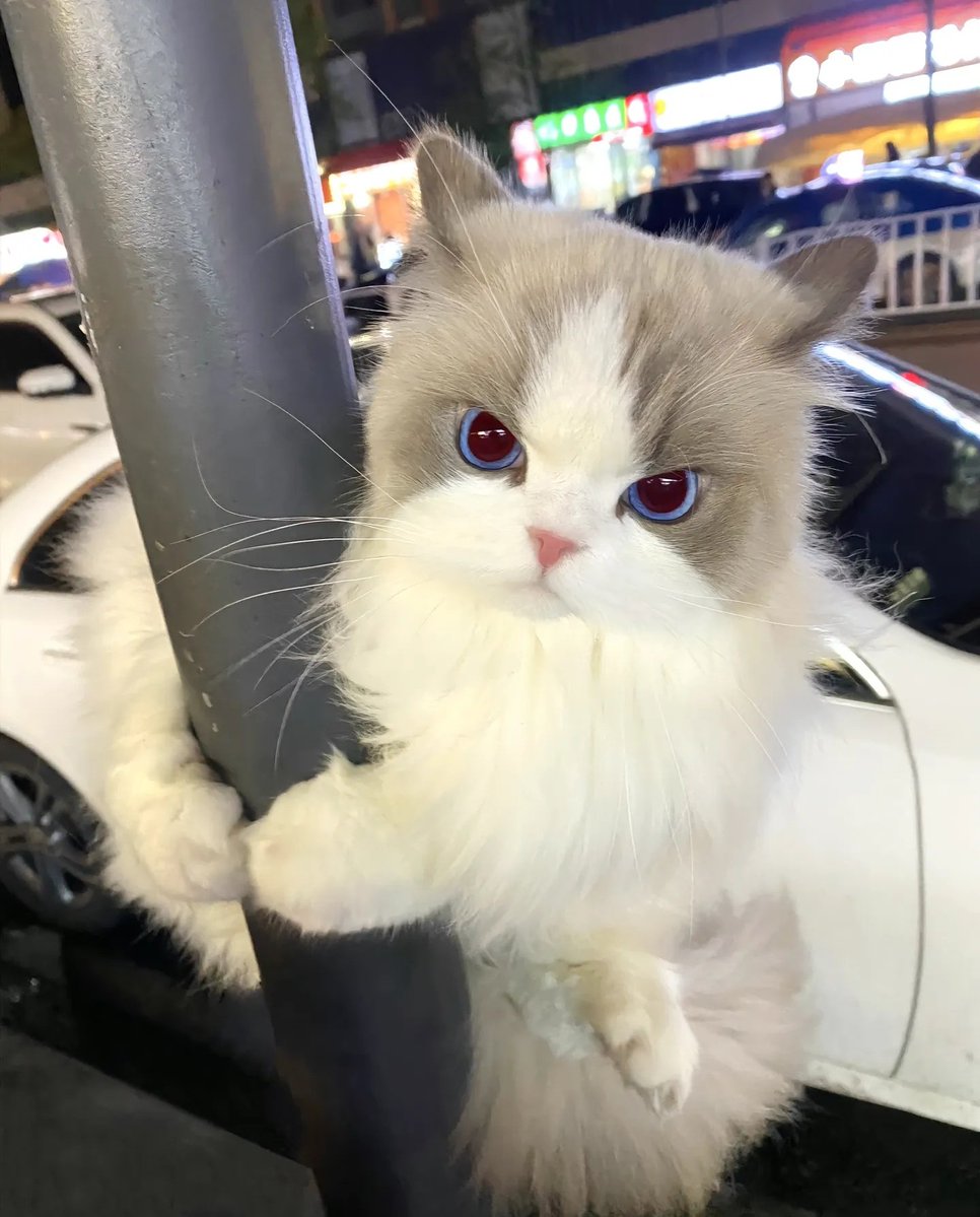 kilock🍥 tweet media