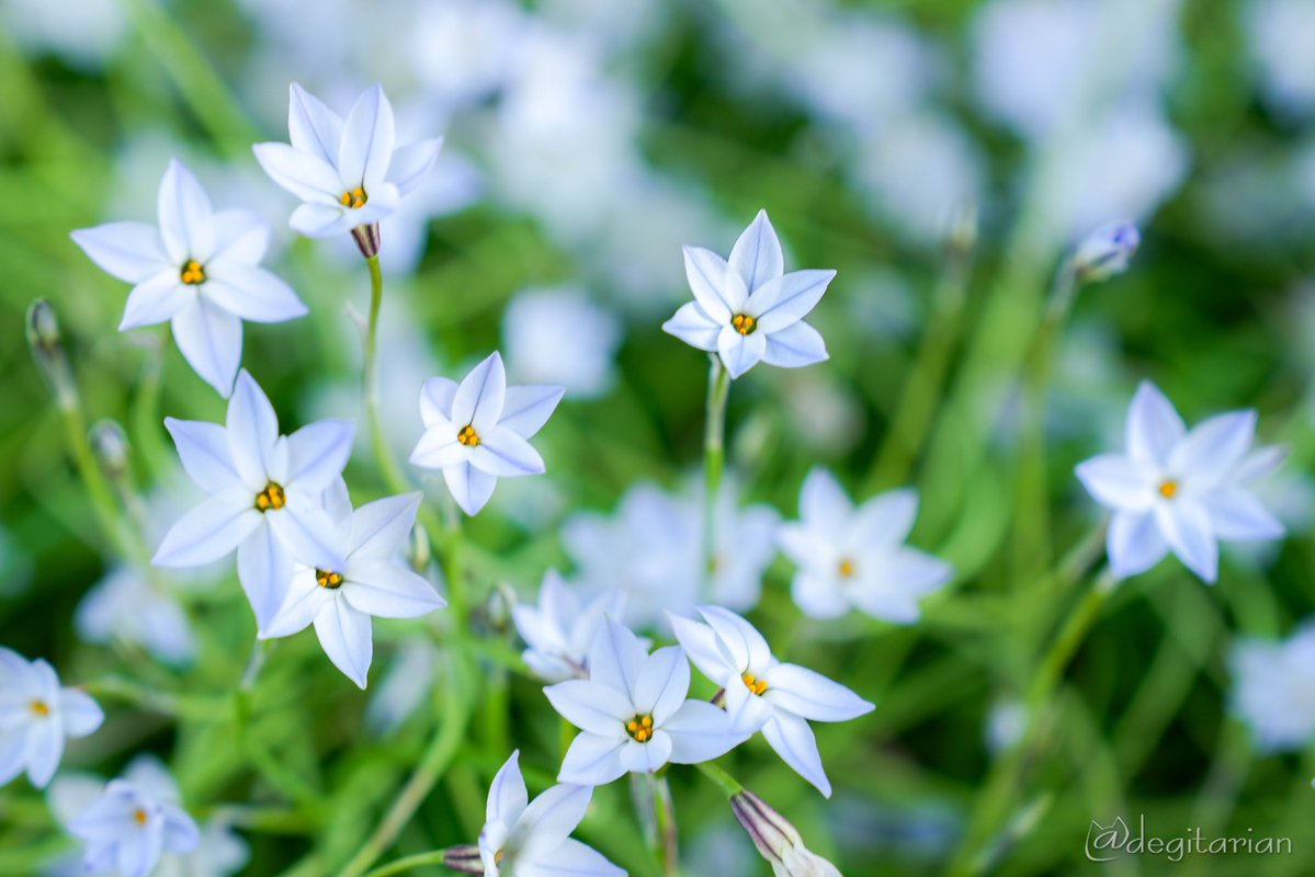 あやねこ tweet media