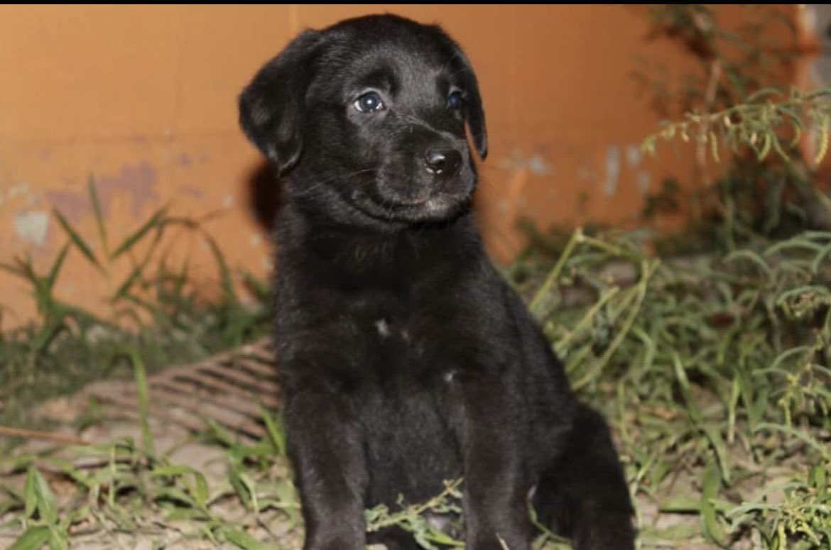 Marce Amaya tweet media