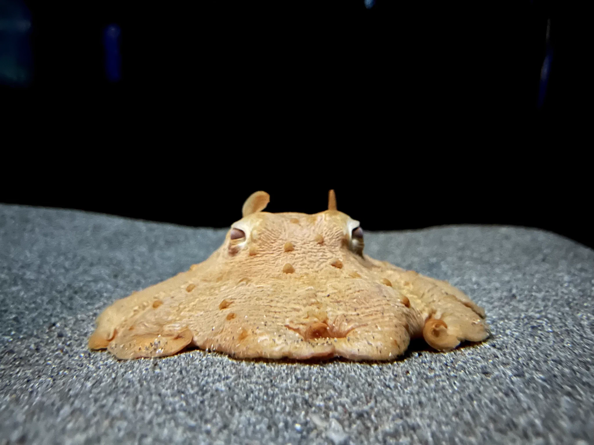 サンシャイン水族館 on X: 