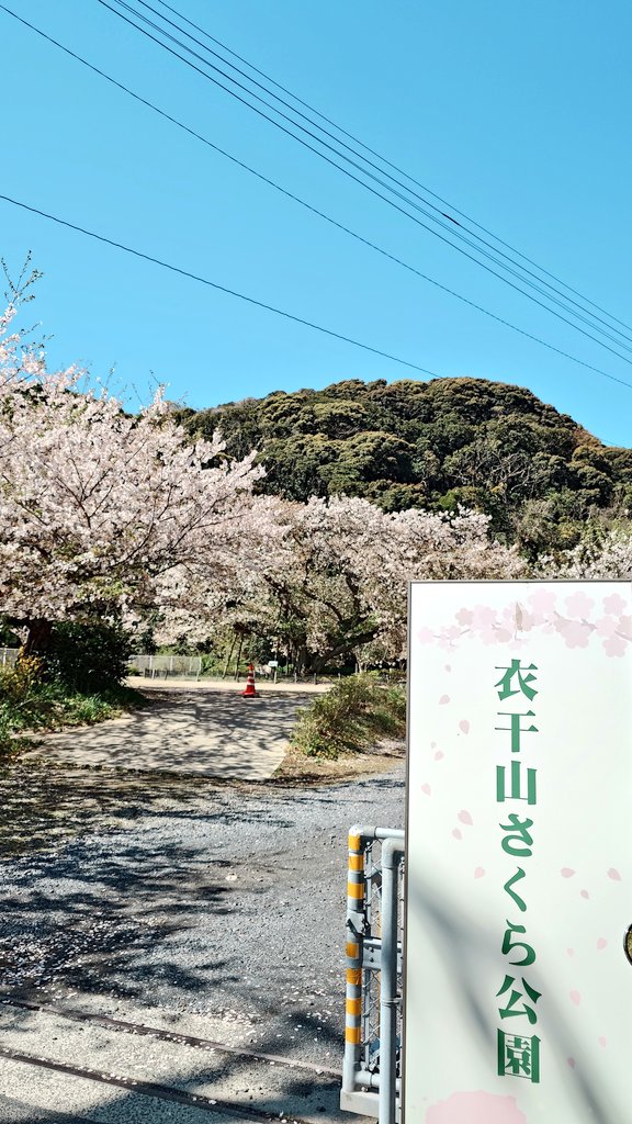 ぶさかわ tweet media