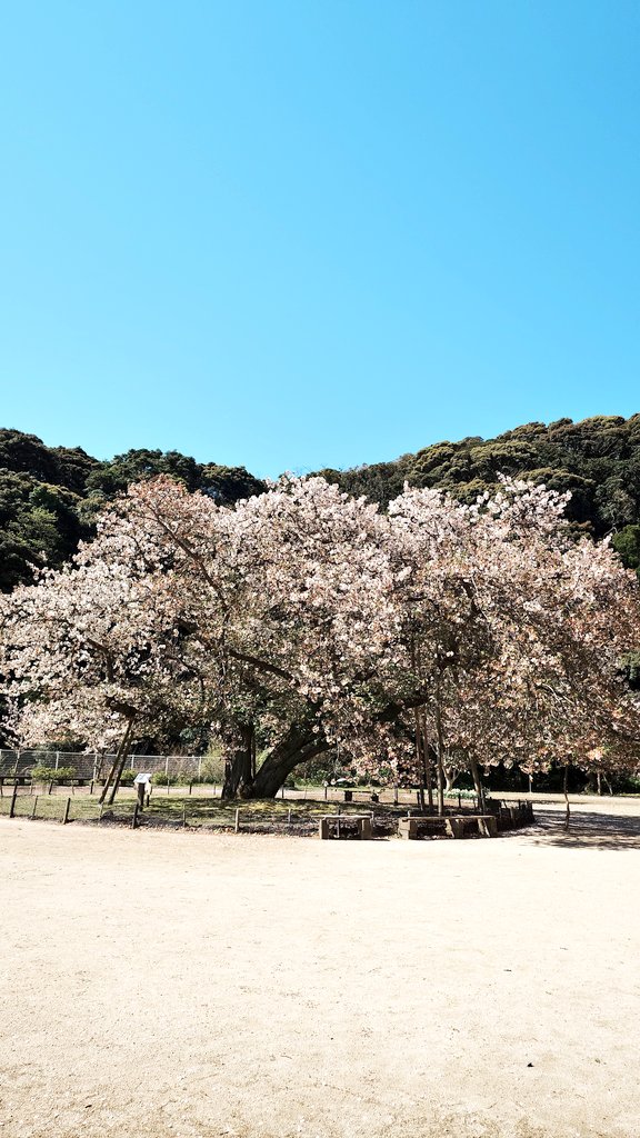 ぶさかわ tweet media