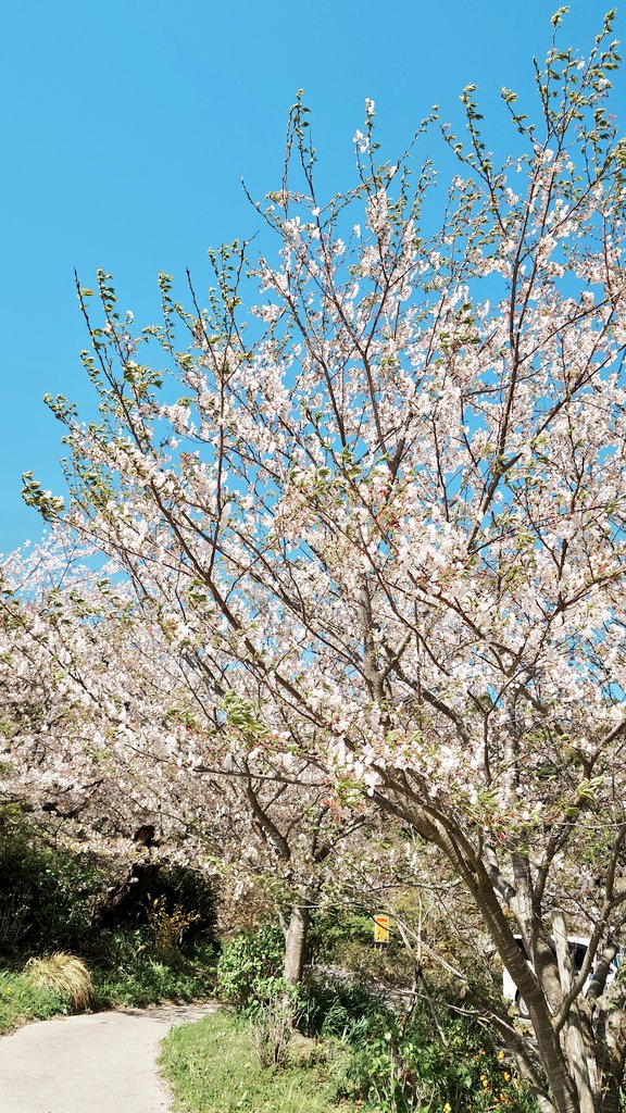 ぶさかわ tweet media