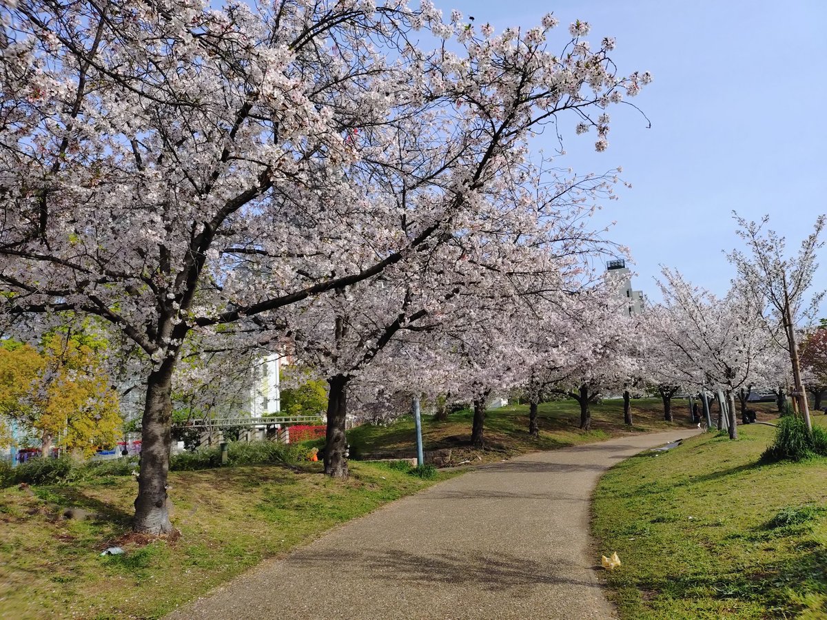 winakitsu's tweet photo. おはようございます😃

＃堺市美原区 #大阪木材工場団地 は曇り☁️
時々小雨もパラつきます☂️　夕方から🌤️

昨日 #合同新入社員研�� が大阪北区でスタート
研修センター近くの #扇町公園 の桜も応援🌸
弊社からも期待の新人１名参加です💓

#WINアキツ #イマソラ #企業公式が毎朝地元の天気を言い合う https://t.co/TpUV0i5LhH