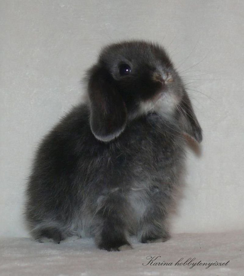 poppy ⭑ tweet media