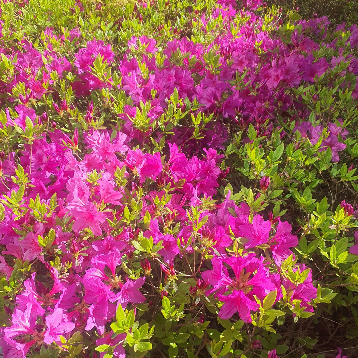 오스칼프랑스와드자르제 tweet media