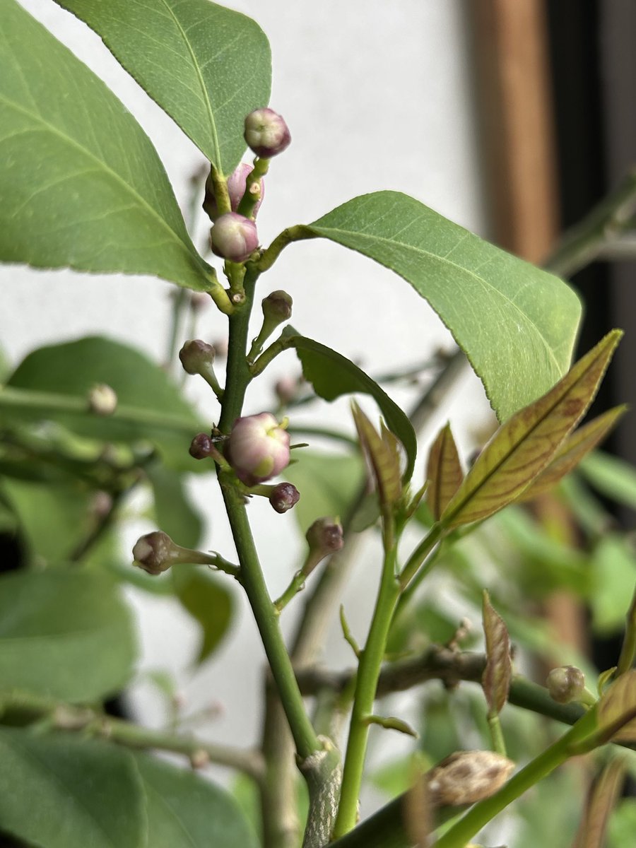 のんき tweet media