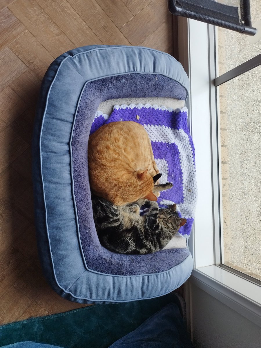 Siblings of Scruffkit tweet media