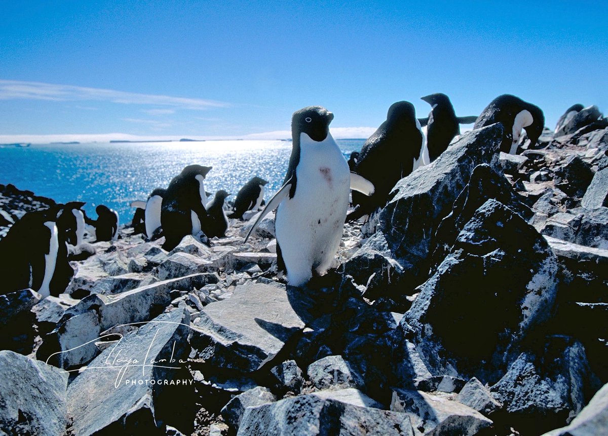 丹葉暁弥 / AkiyaTamba_photographer tweet media